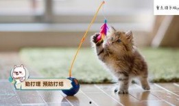 娱乐吃瓜猫咪视频大全免费观看